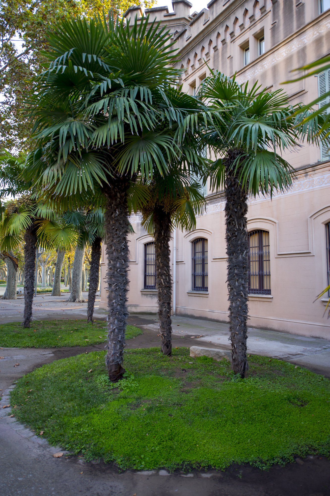 Palmera excelsa