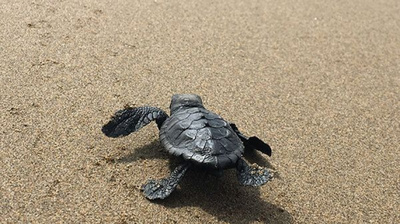 Tortuga a la sorra