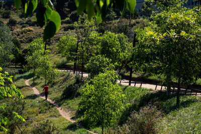 Vegetació del parc