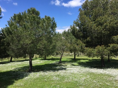 Prats florits a la primavera