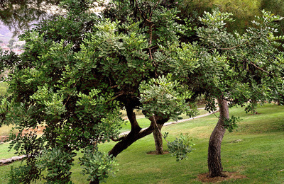 Itinerari d&#39;arbres i arbusts del parc del Castell