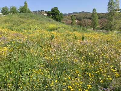 Prats florits a la primavera