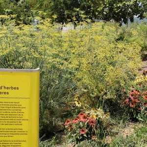 Senyalització del jardí d'herbes remeieres