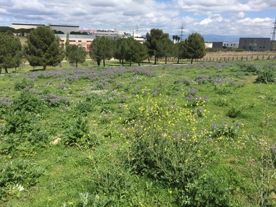 Prats florits a la primavera