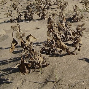 Eliminació de plantes invasores