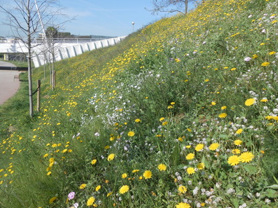 Prats florits durant la primavera