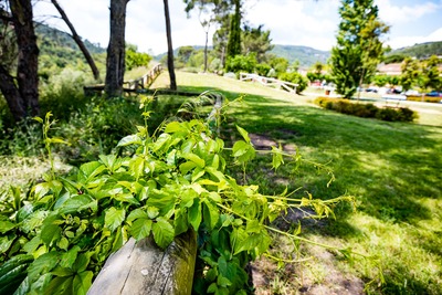 Zona de vegetació