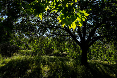 Vegetació al parc de la Bastida