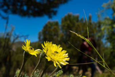 Primer pla de dues flors grogues al parc