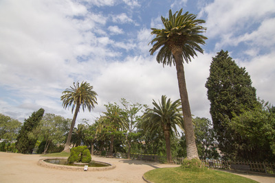 Palmera de canàries