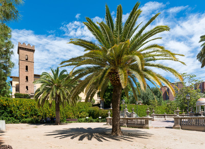 Una palmera