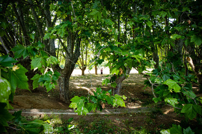 Primer pla de les fulles d'un arbre amb una persona al fons