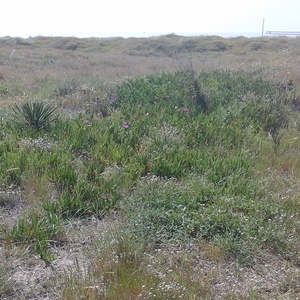 Eliminació de plantes invasores