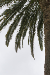 Palmera de canàries