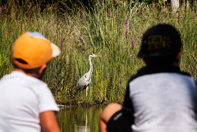 Nens observant un ocell a llac