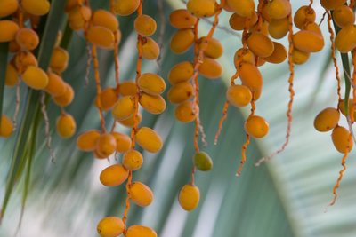 Palmera de Canàries