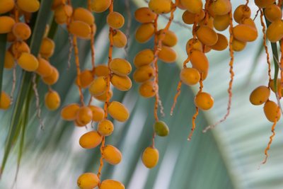 Palmera de Canàries