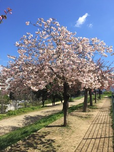 Prats florits a la primavera