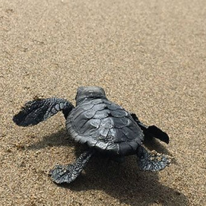 Tortuga a la sorra