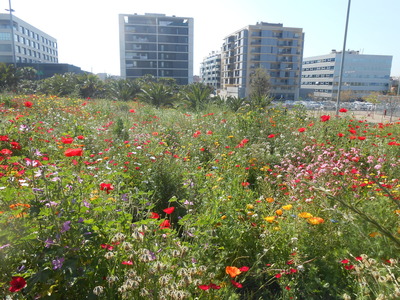 Prats florits durant la primavera