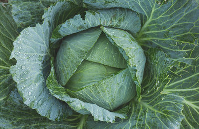 Taller sobre malbaratament d'aliments Imatge del taller