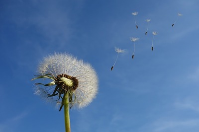 primer pla d'una flor, la dent de lleó i el cel de fons