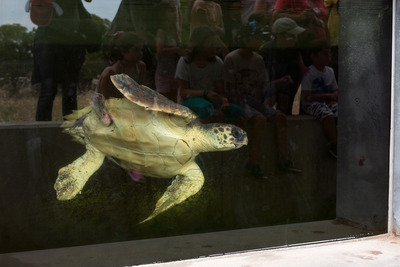 Imatge d'una de les tortugues del CRAM