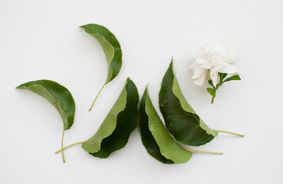 Fem dibuixos amb elements naturals (en família) Imatge del taller