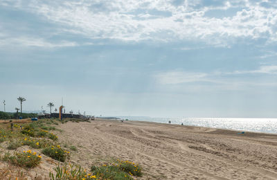 Els animals marins i la platja Imatge de l'activitat