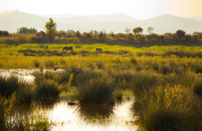 Aiguamolls del delta del Llobregat