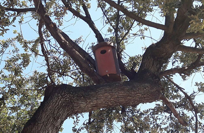 Caixa niu per a xot al parc de Can Solei i de Ca l'Arnús