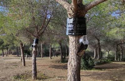 Trampes als troncs dels arbres