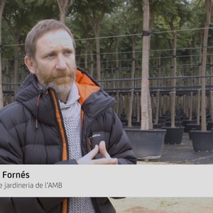 Procés plantació d'arbrat a la xarxa de parcs metropolitans