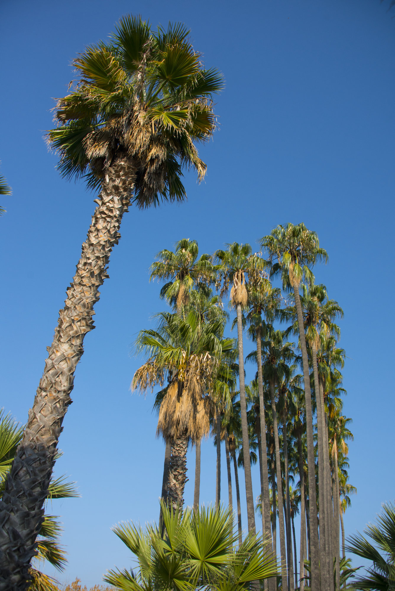 Les Palmeres de Can Mercader