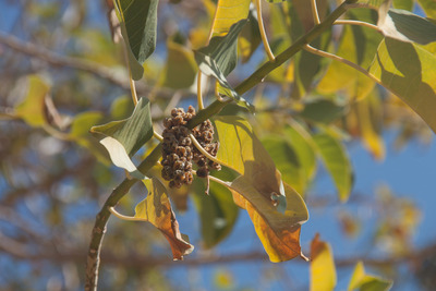 L'arbre Pota Grossa