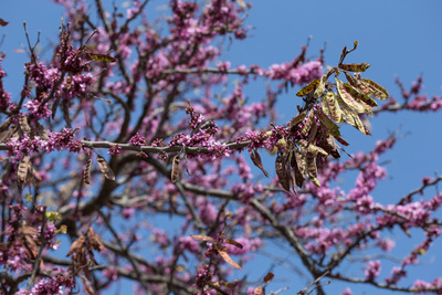 Arbre de l'amor