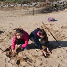 Plantacions a les dunes