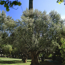 Parc de les Planes