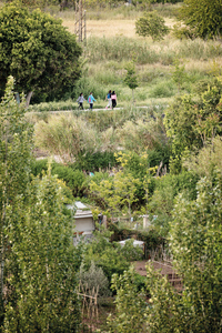 Vegetació al costat dels camins