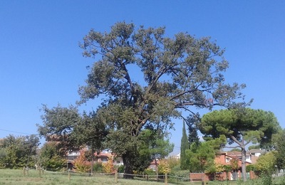 Imatge de l'arbre