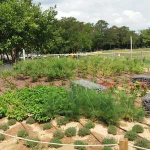 Jardí d'herbes remeieres al parc del Llobregat