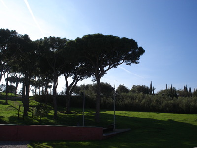 La pineda del Calamot