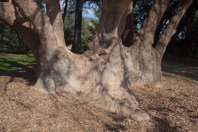 L'Arbre Pota Grossa