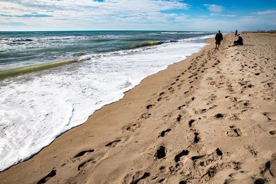 Vegetació a les dunes de la platja