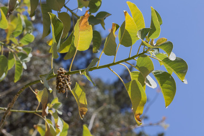 L'Arbre Pota Grossa