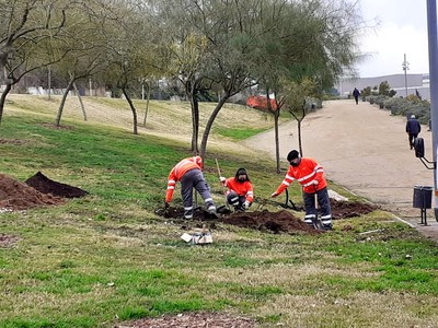 Plantació al parc de la Fontsanta