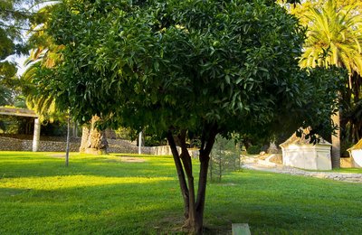 Imatge de l'exemplar de l'arbre