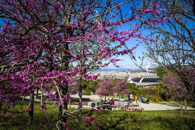 Vista del Palau Sant Jordi des del jardí