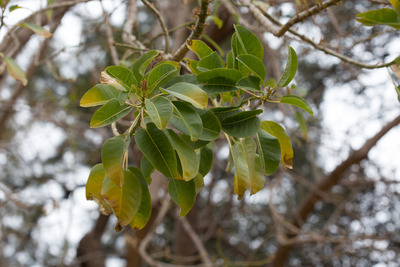 L'arbre Pota Grossa