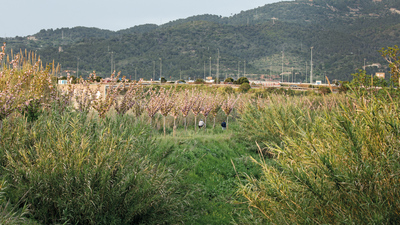 Camins amb vegetació